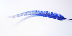 Long Cut Royal Blue Ostrich Feather
